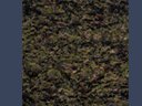 green moss like texture